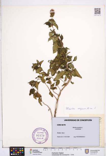 Mentha aquatica [Espécimen: ]