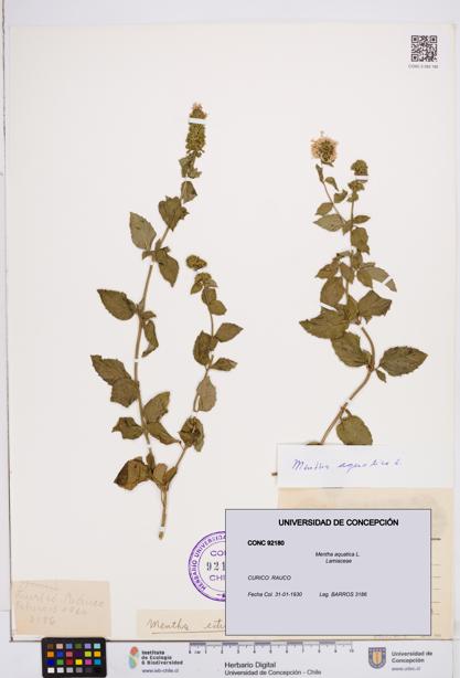 Mentha aquatica [Espécimen: ]