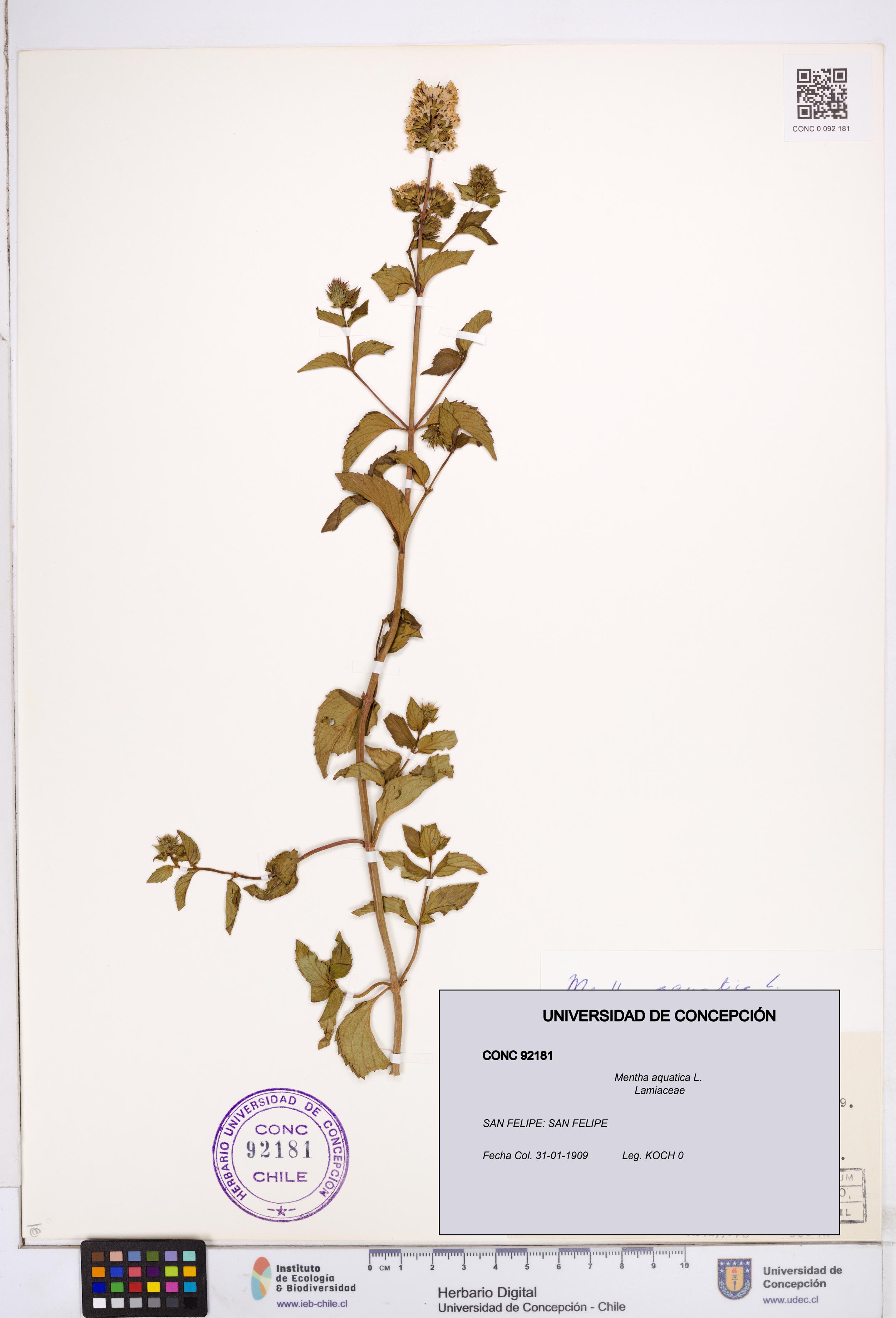 Mentha aquatica [Espécimen: ]