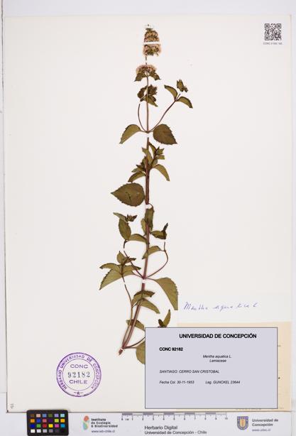 Mentha aquatica [Espécimen: ]