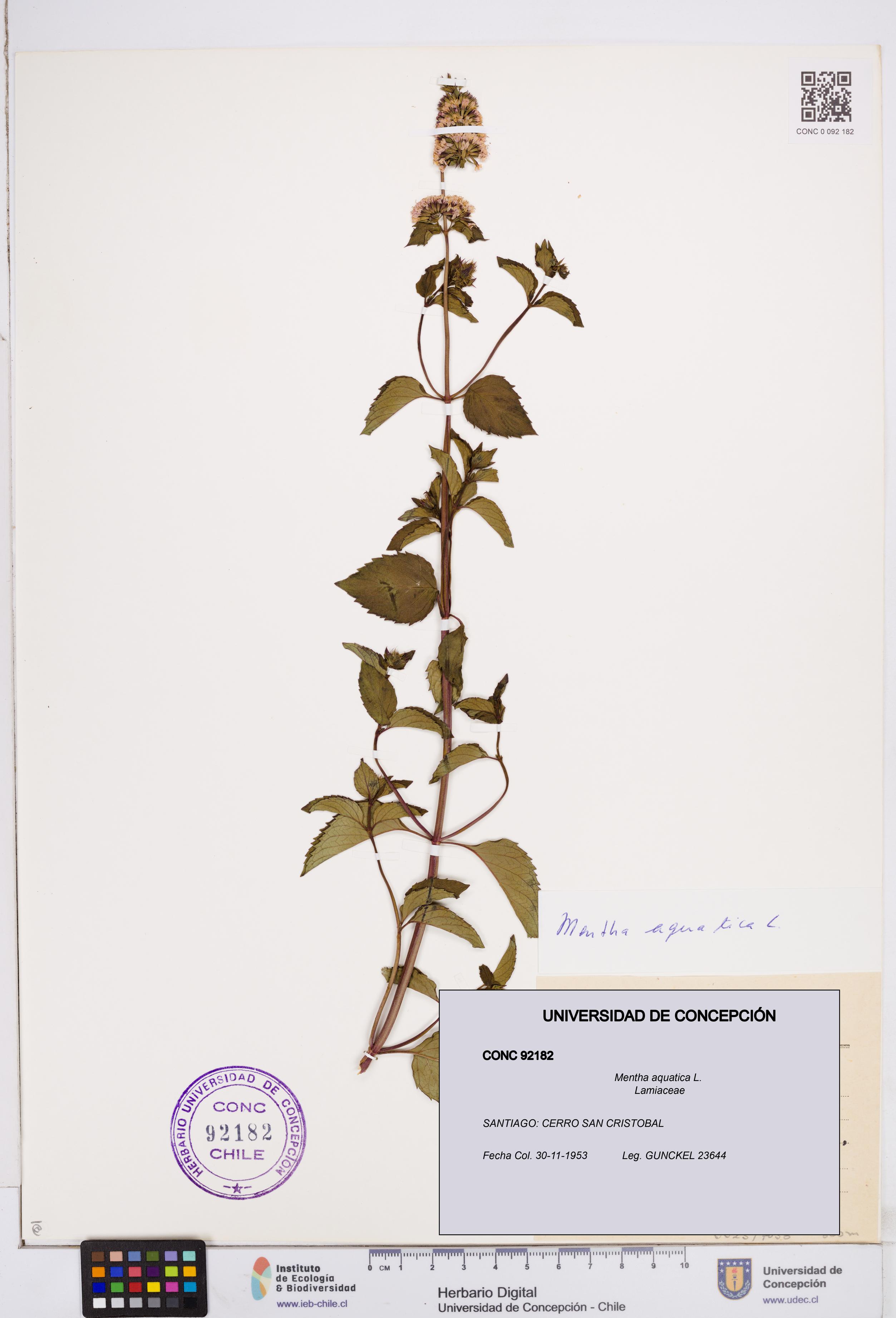 Mentha aquatica [Espécimen: ]
