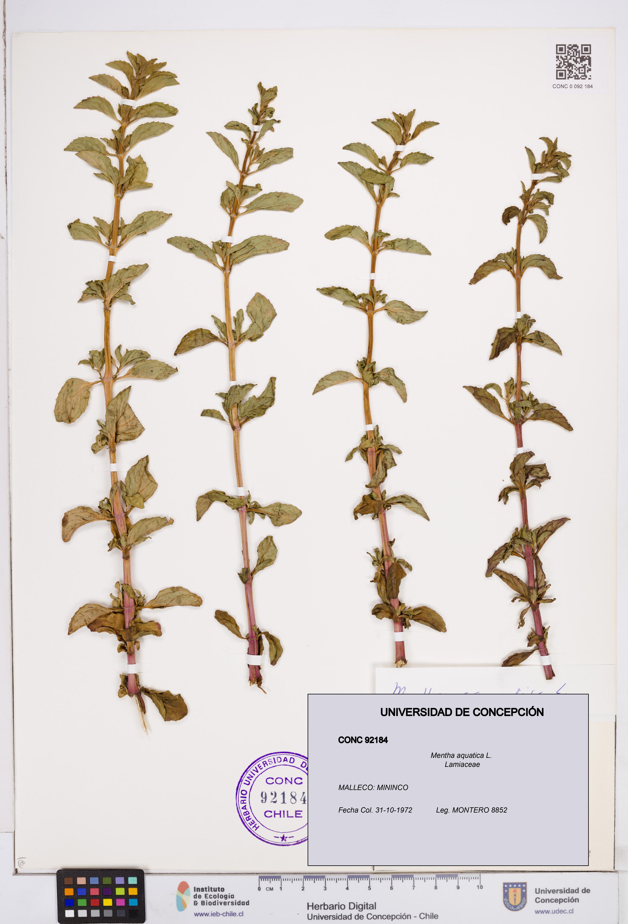 Mentha aquatica [Espécimen: ]