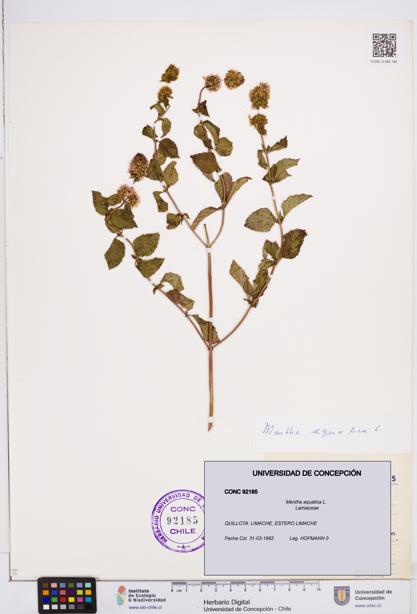 Mentha aquatica [Espécimen: ]