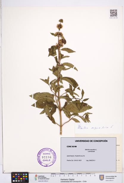 Mentha aquatica [Espécimen: ]