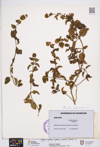 Mentha aquatica [Espécimen: ]