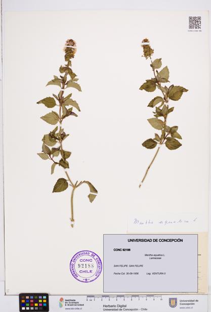 Mentha aquatica [Espécimen: ]