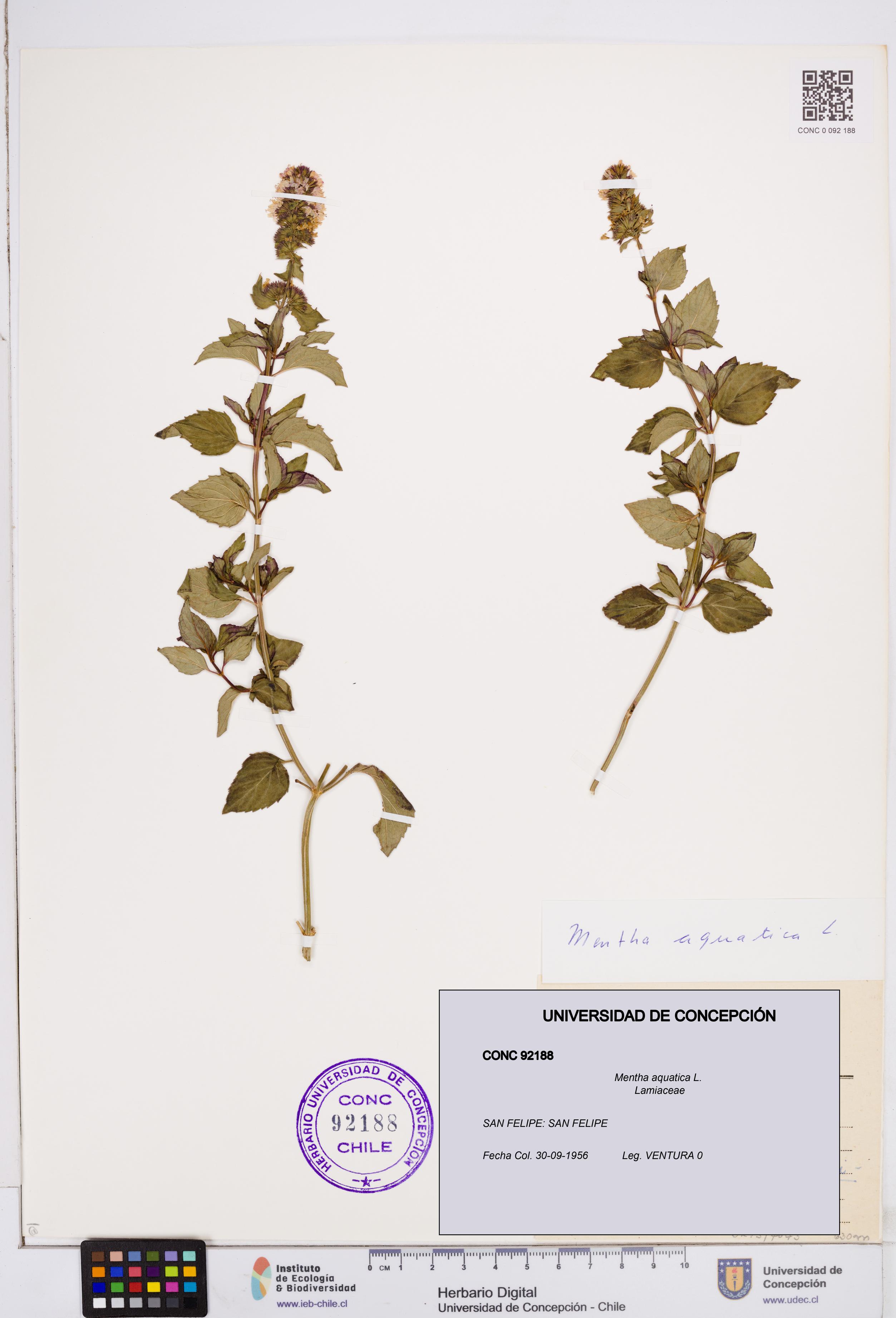 Mentha aquatica [Espécimen: ]