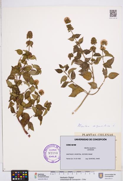 Mentha aquatica [Espécimen: ]