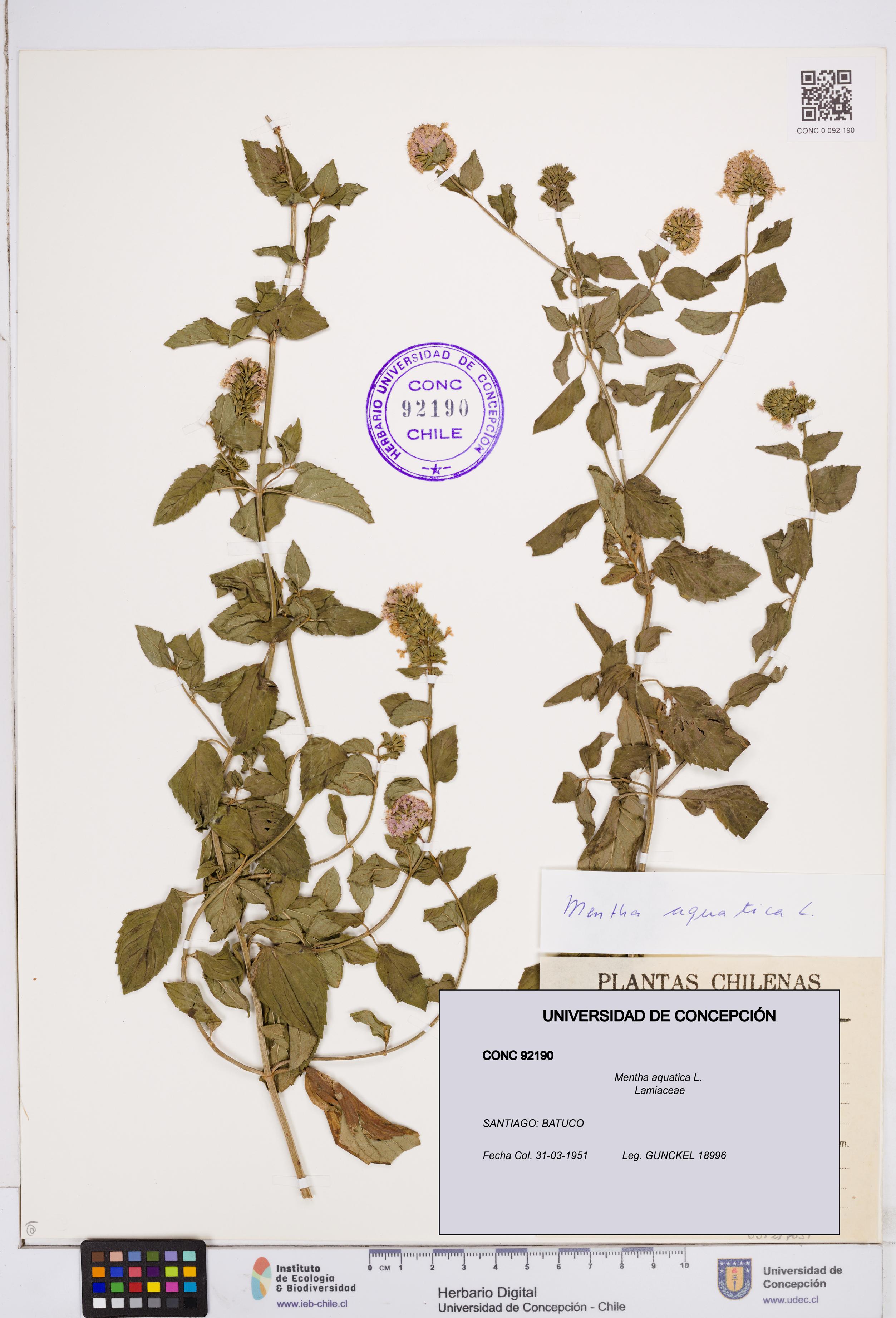 Mentha aquatica [Espécimen: ]