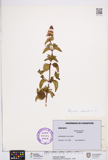 Mentha aquatica [Espécimen: ]
