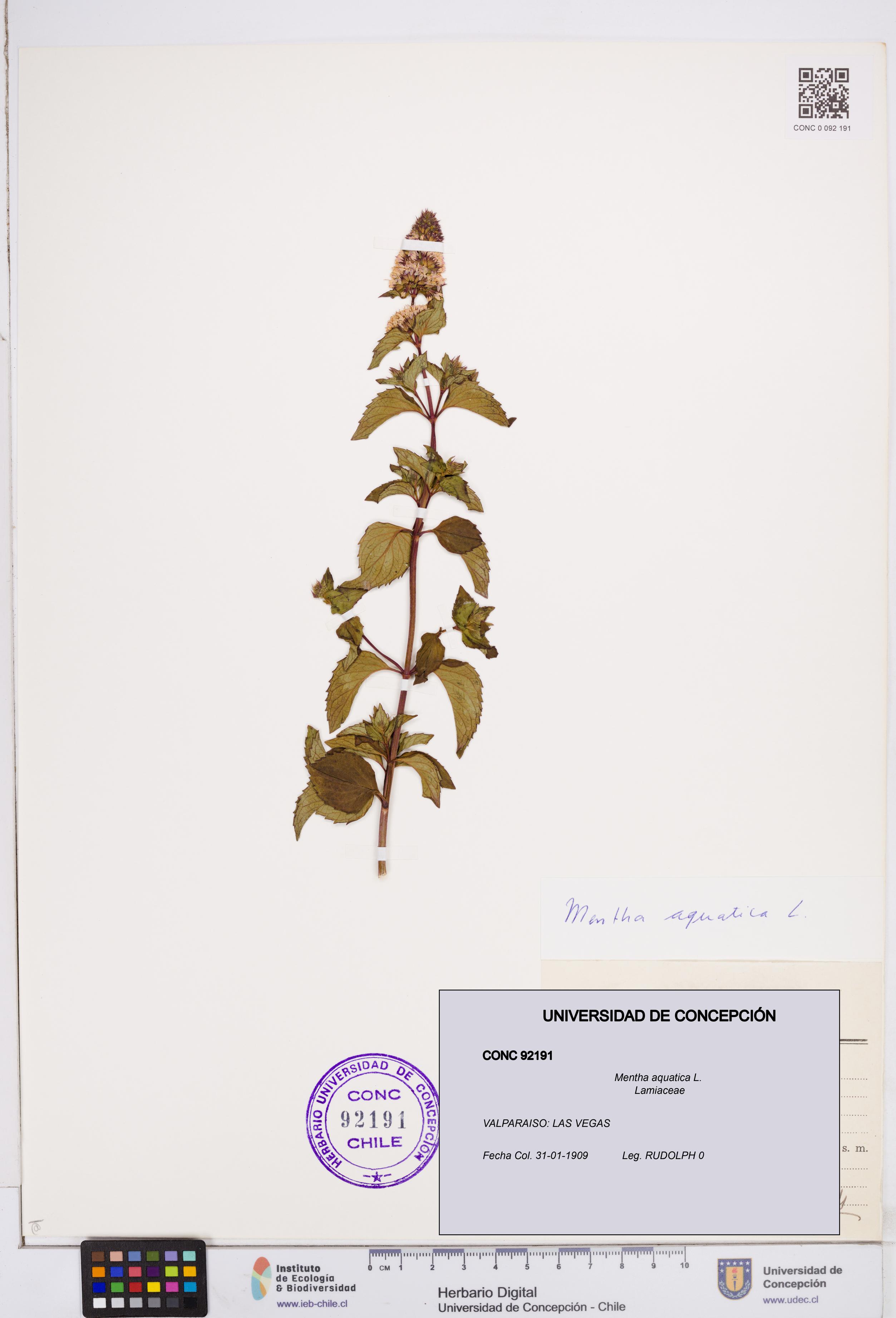 Mentha aquatica [Espécimen: ]