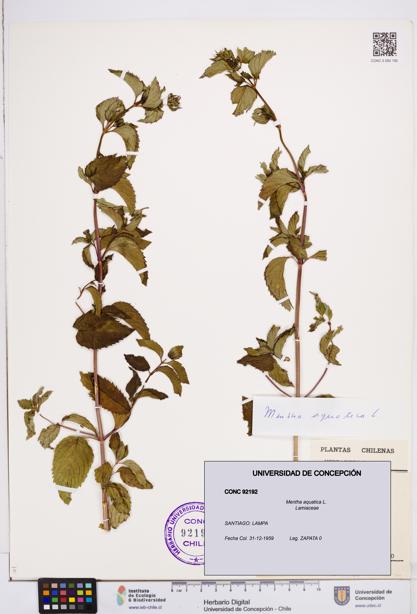 Mentha aquatica [Espécimen: ]