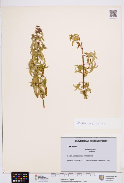 Mentha aquatica [Espécimen: ]