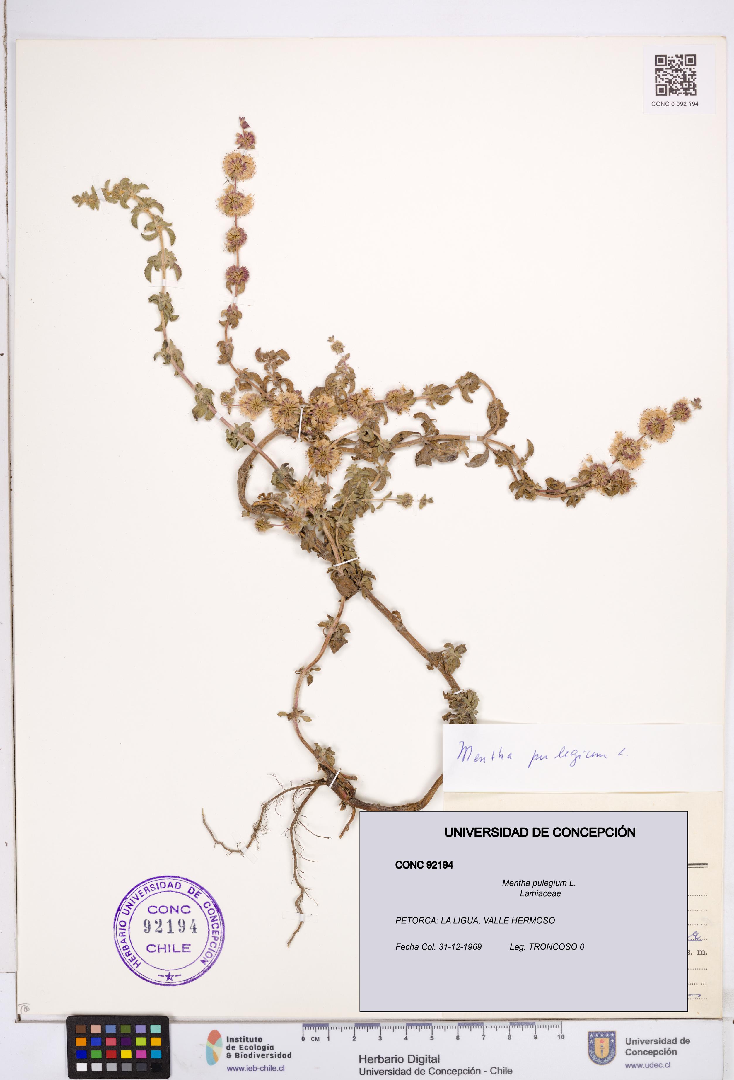 Mentha pulegium [Espécimen: ]