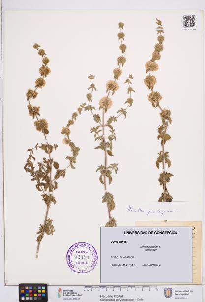 Mentha pulegium [Espécimen: ]