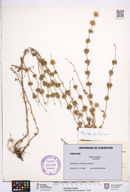 Mentha pulegium [Espécimen: ]