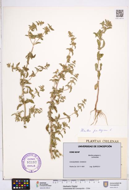 Mentha pulegium [Espécimen: ]