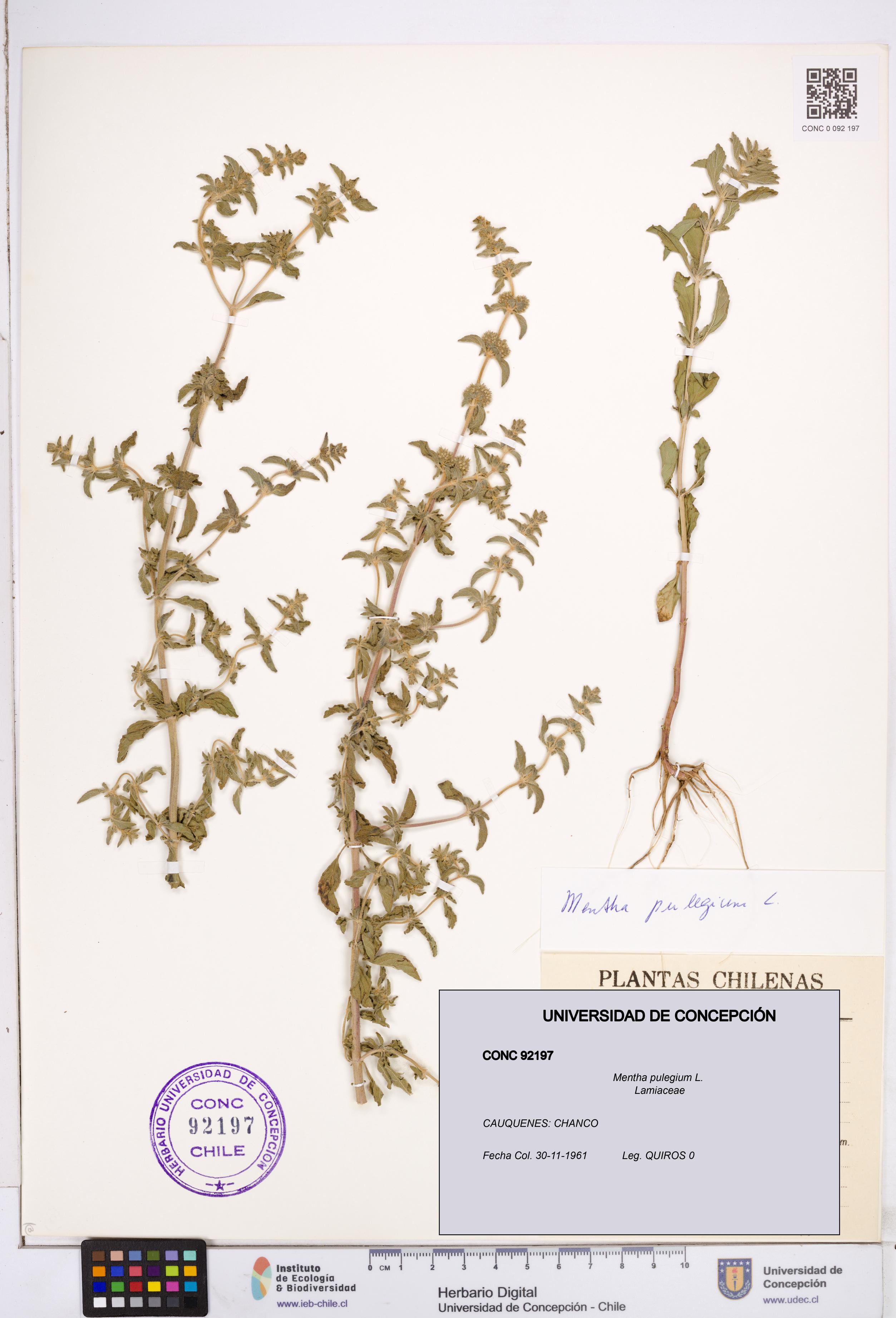 Mentha pulegium [Espécimen: ]
