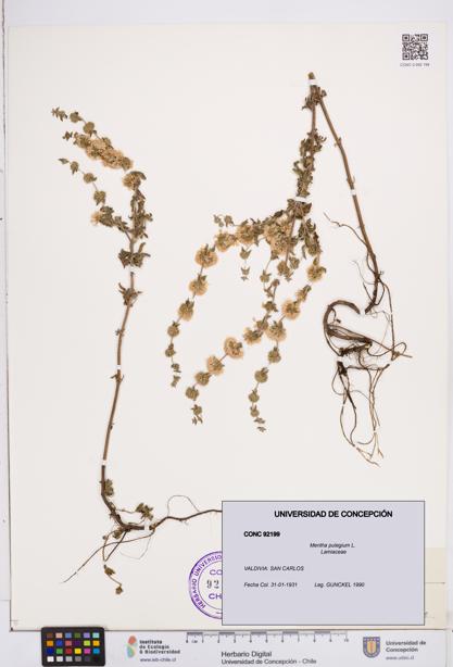 Mentha pulegium [Espécimen: ]