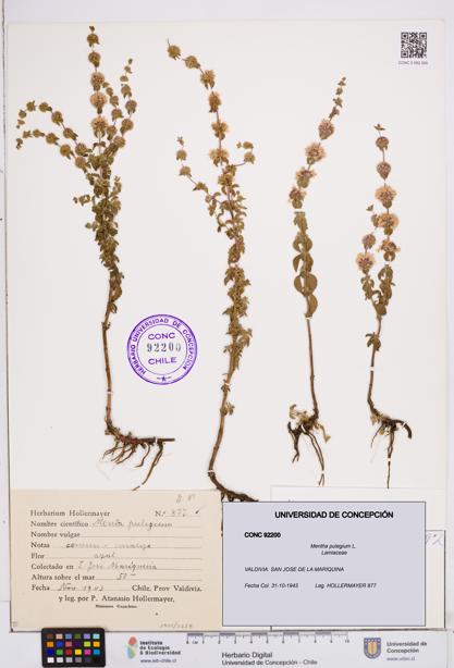 Mentha pulegium [Espécimen: ]