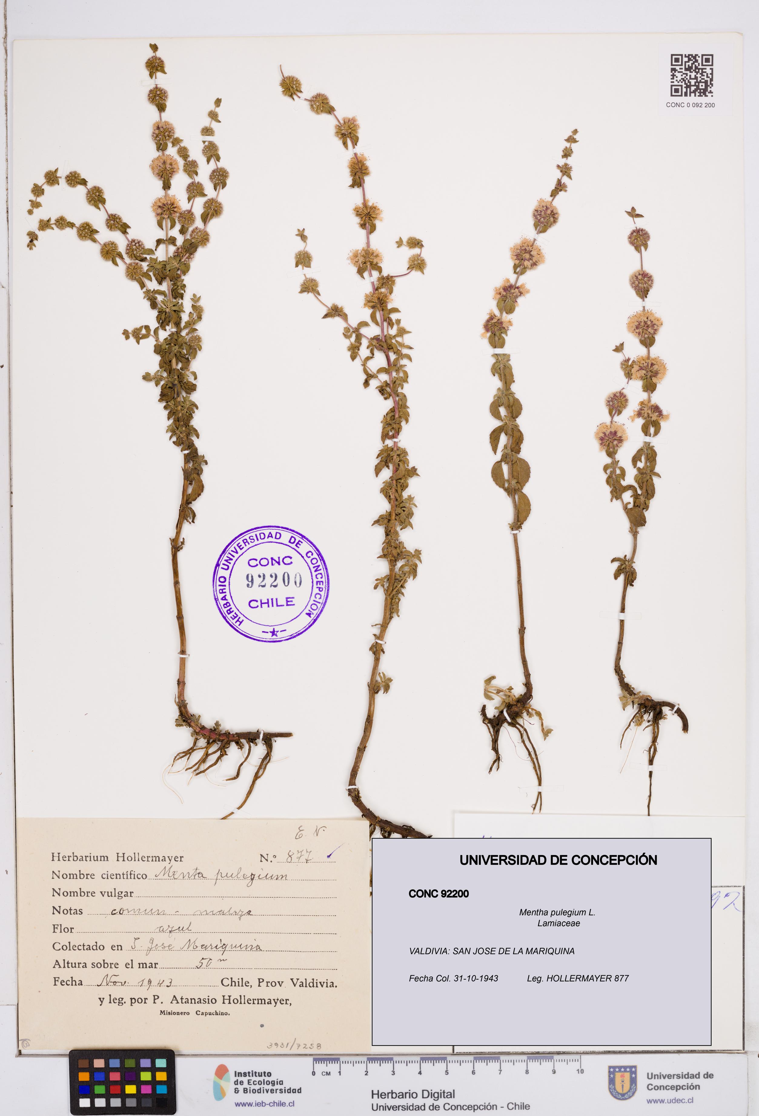 Mentha pulegium [Espécimen: ]