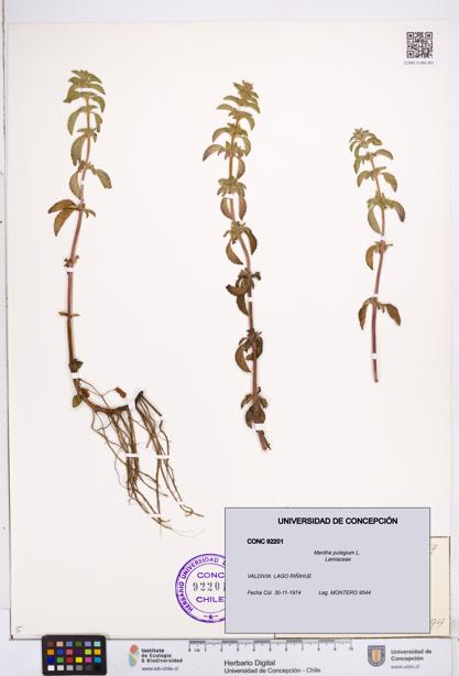 Mentha pulegium [Espécimen: ]