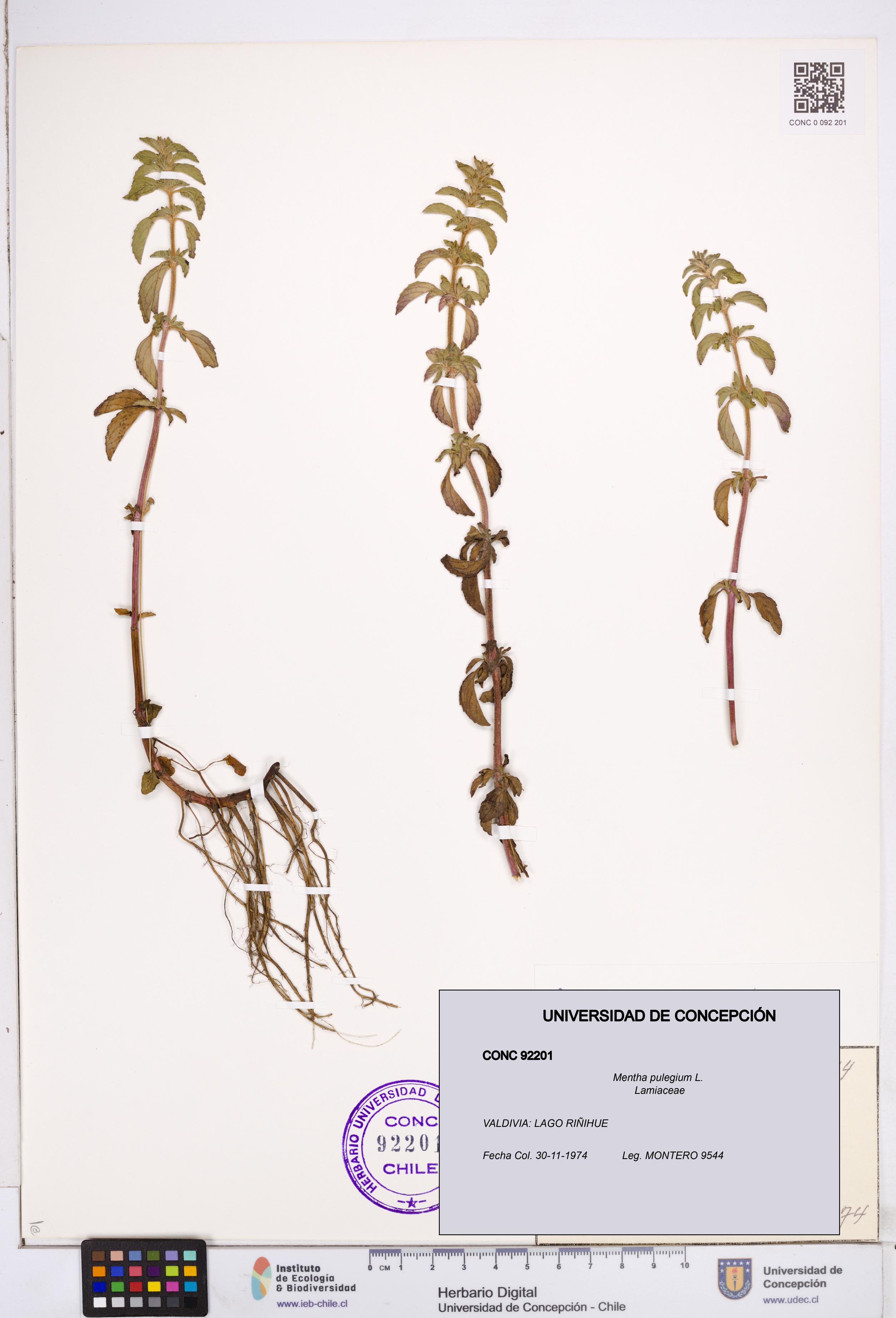 Mentha pulegium [Espécimen: ]