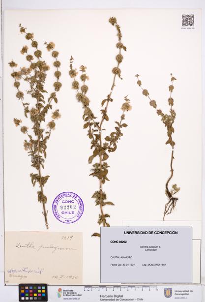 Mentha pulegium [Espécimen: ]