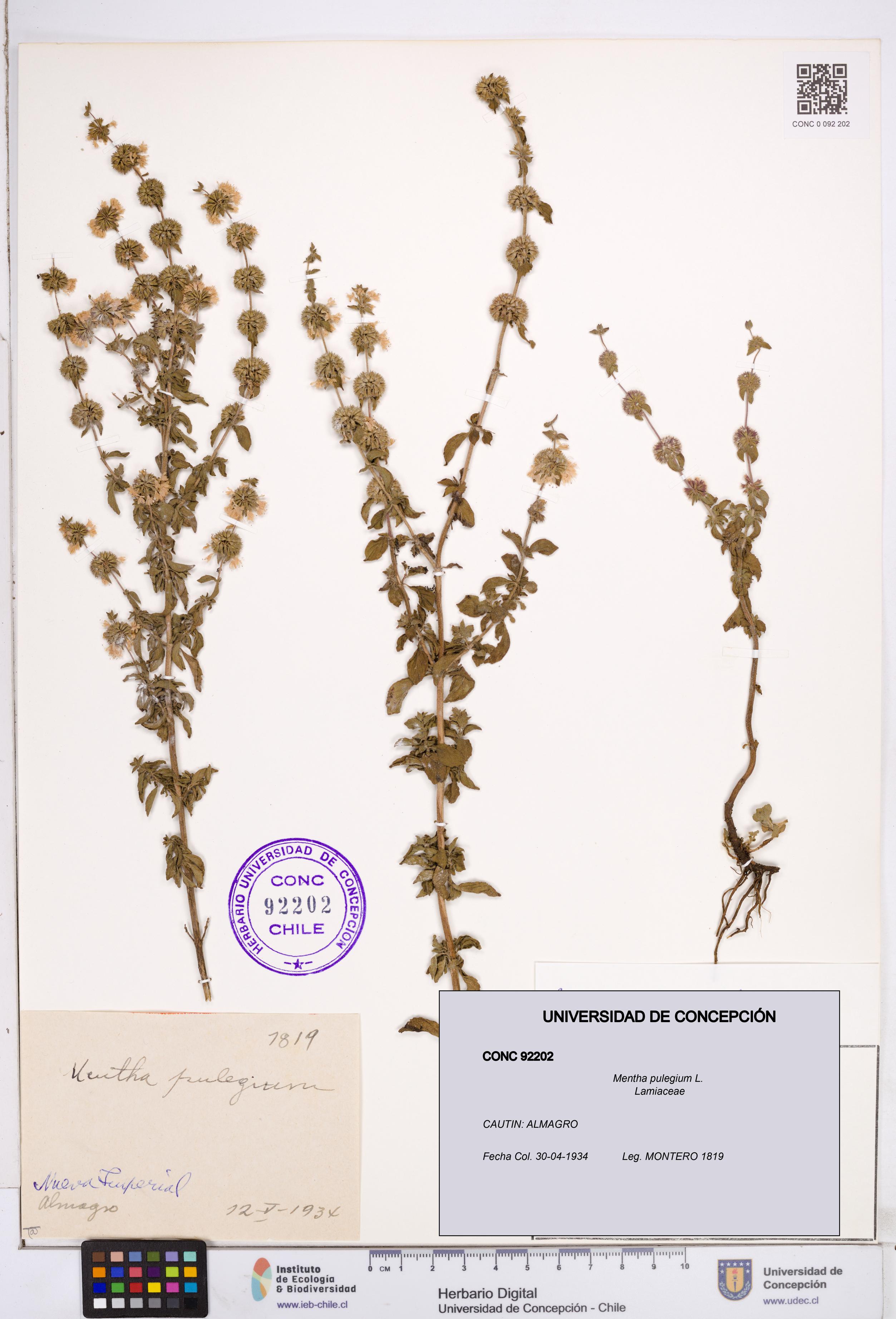 Mentha pulegium [Espécimen: ]