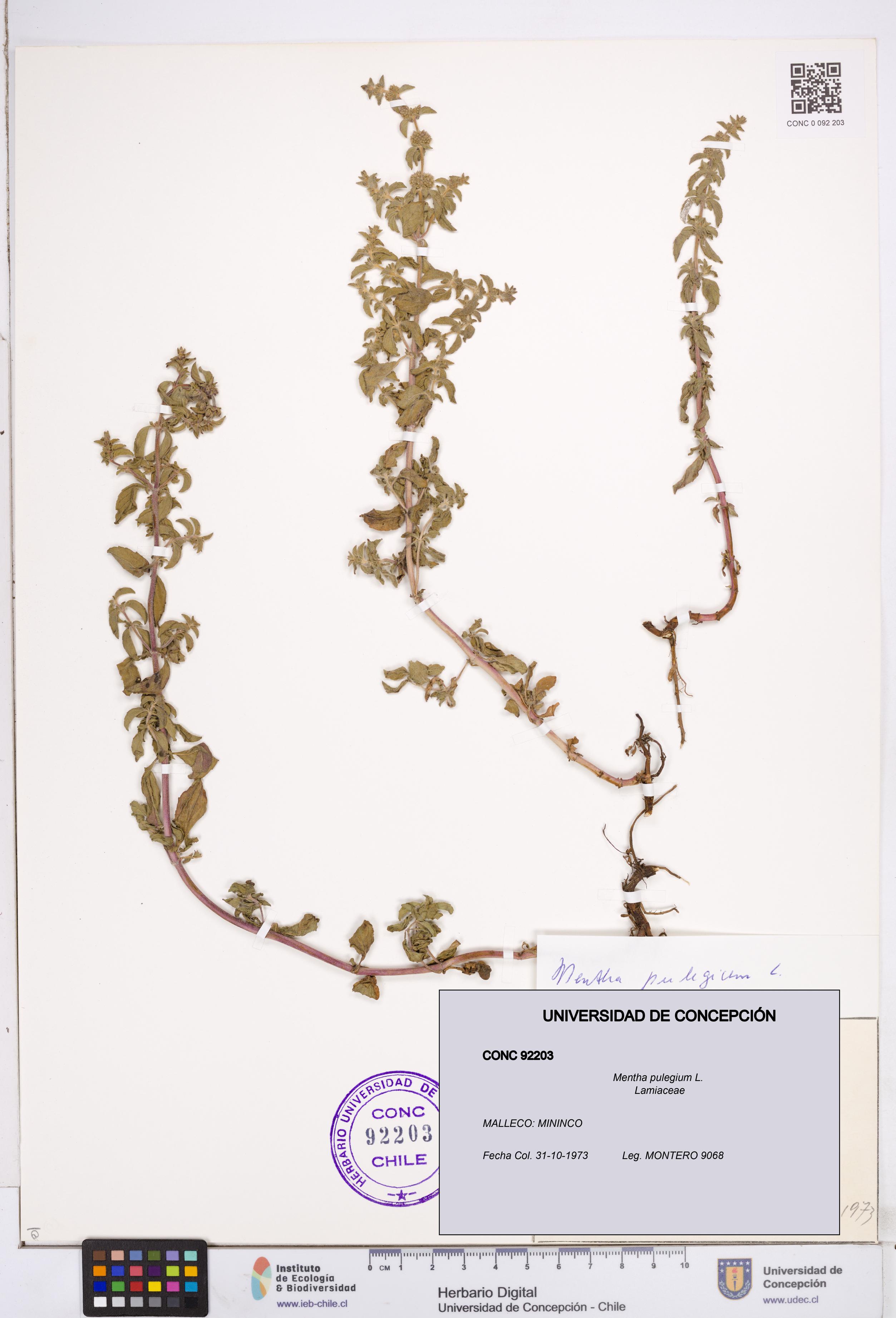 Mentha pulegium [Espécimen: ]