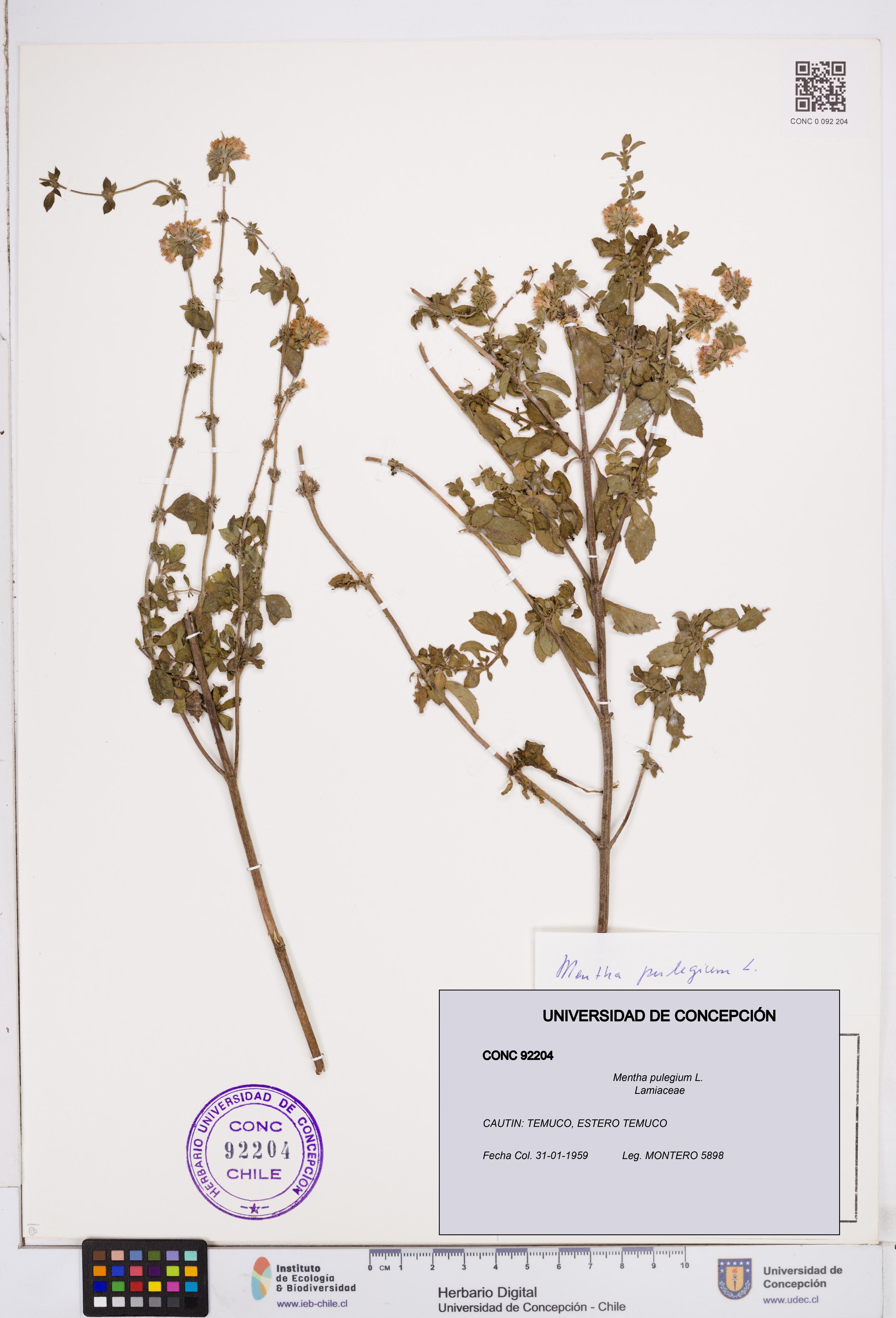 Mentha pulegium [Espécimen: ]
