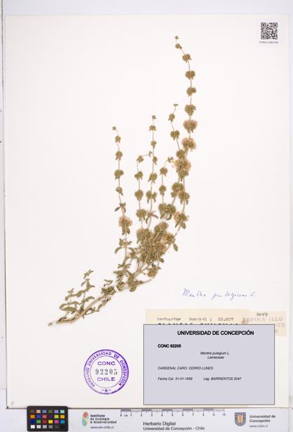Mentha pulegium [Espécimen: ]