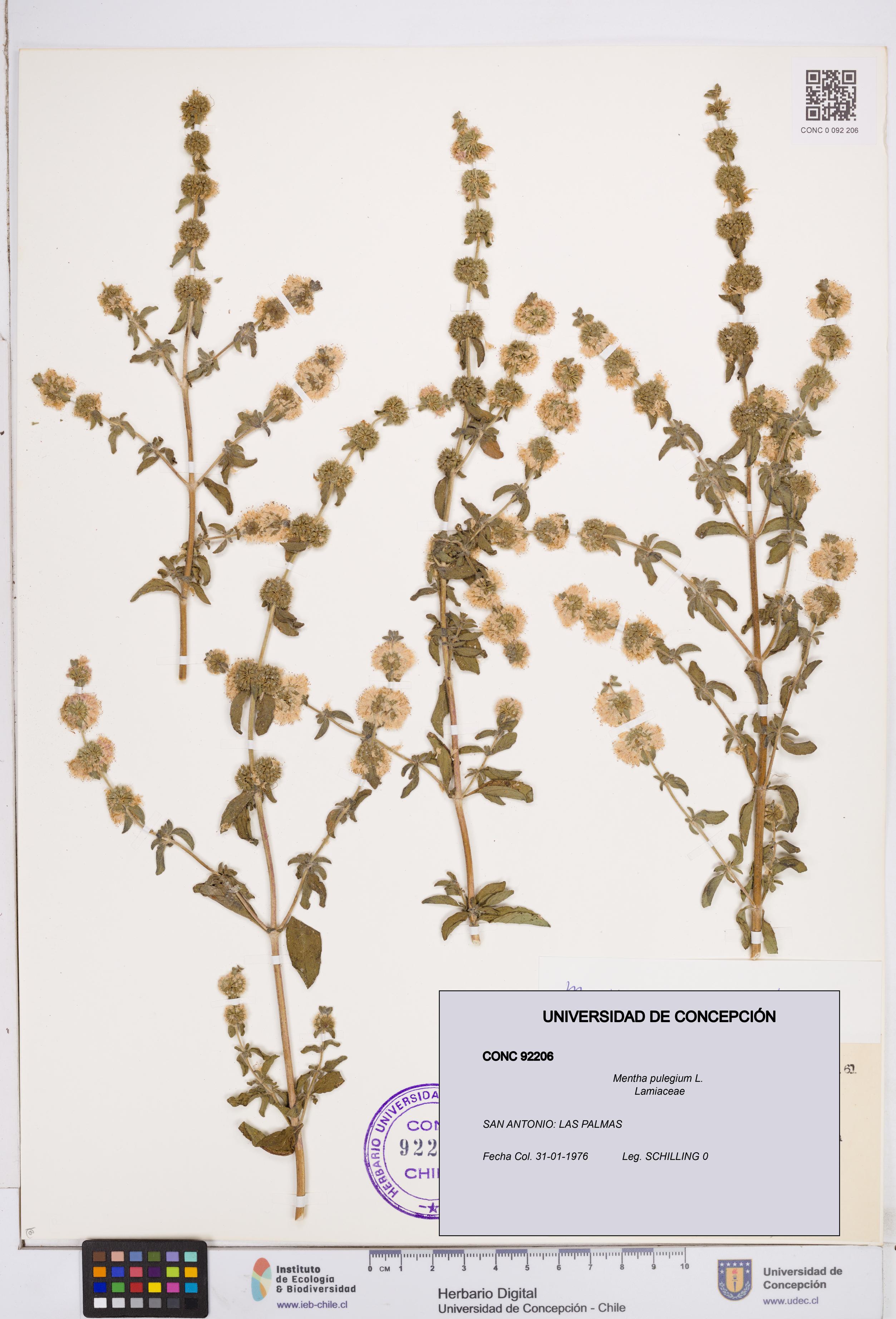 Mentha pulegium [Espécimen: ]