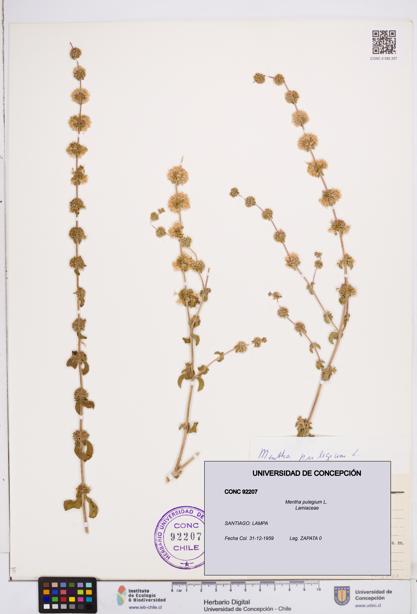 Mentha pulegium [Espécimen: ]