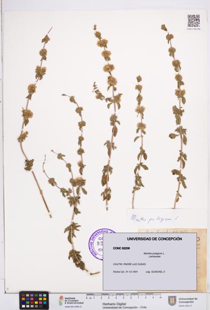 Mentha pulegium [Espécimen: ]