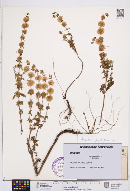 Mentha pulegium [Espécimen: ]