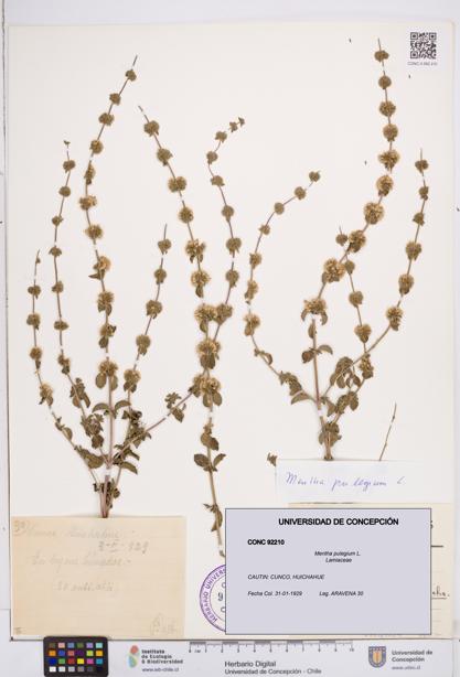 Mentha pulegium [Espécimen: ]