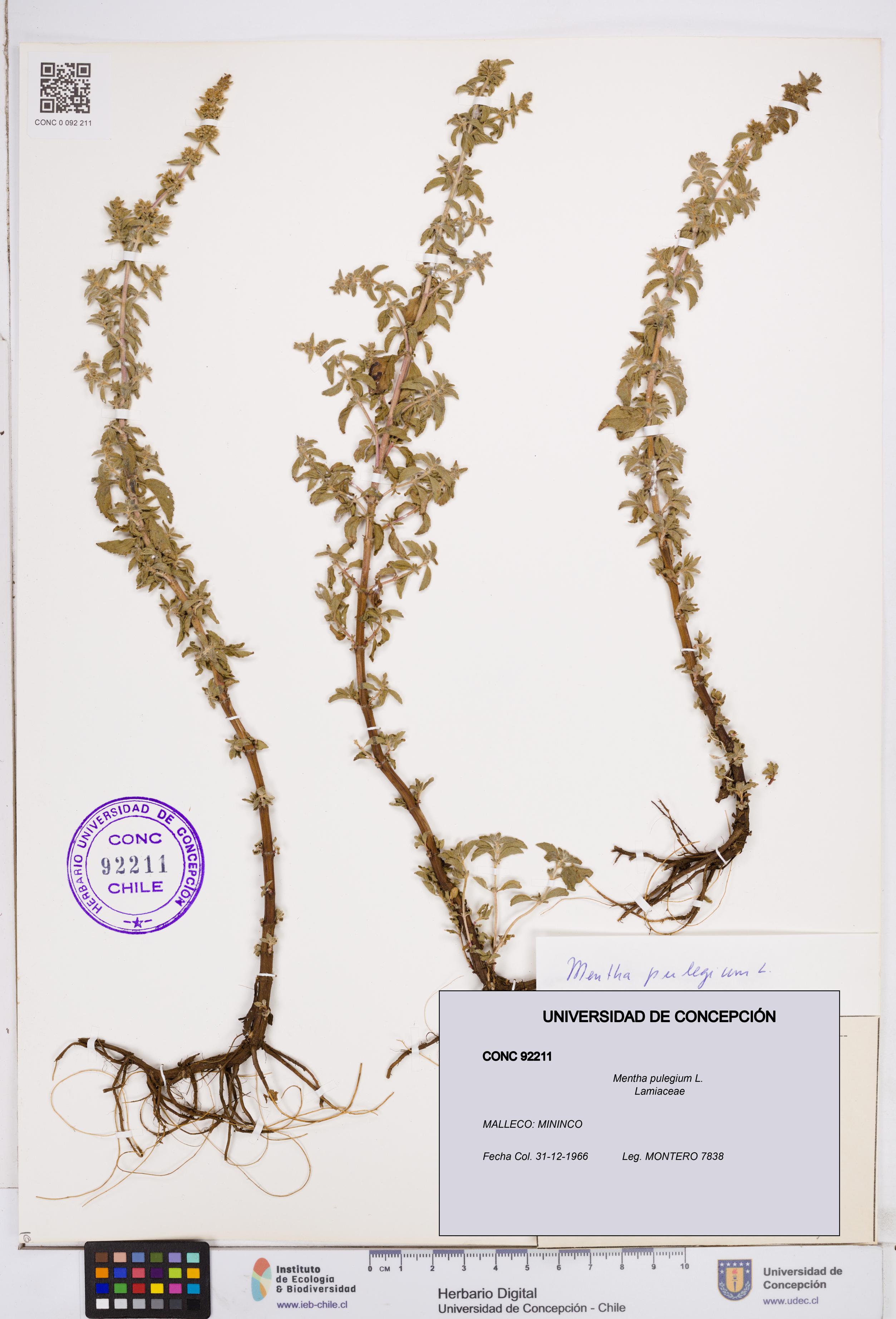 Mentha pulegium [Espécimen: ]