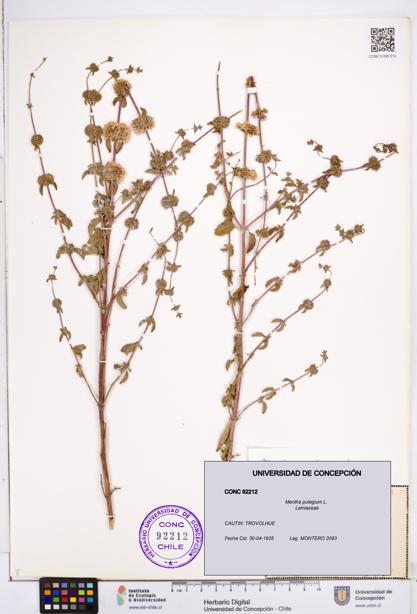 Mentha pulegium [Espécimen: ]