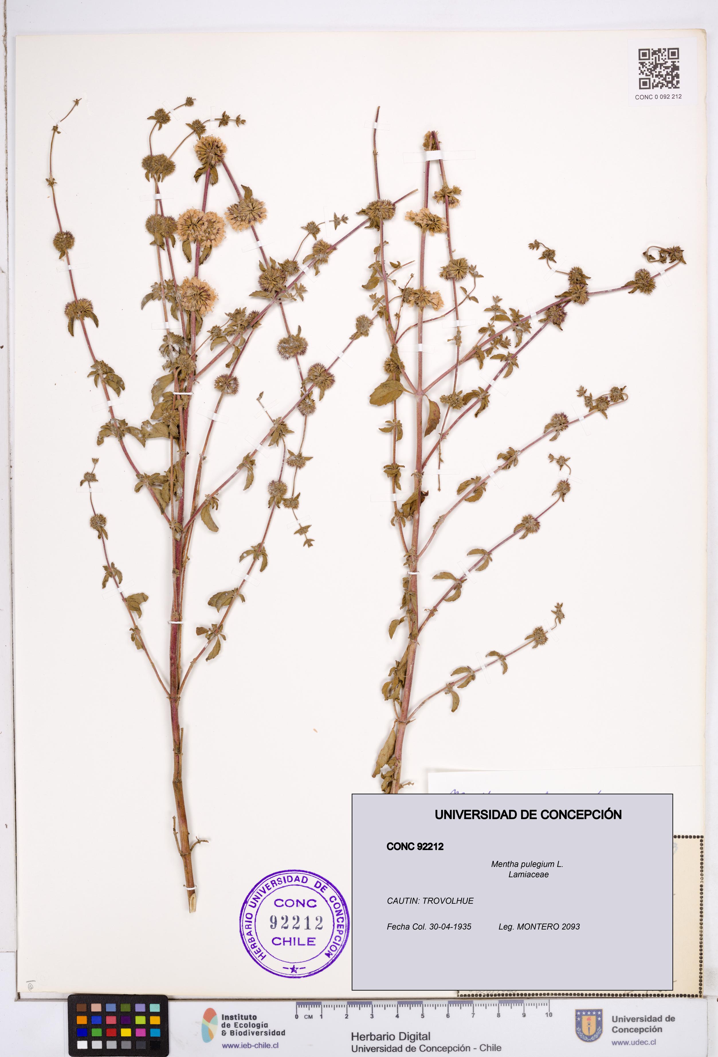 Mentha pulegium [Espécimen: ]