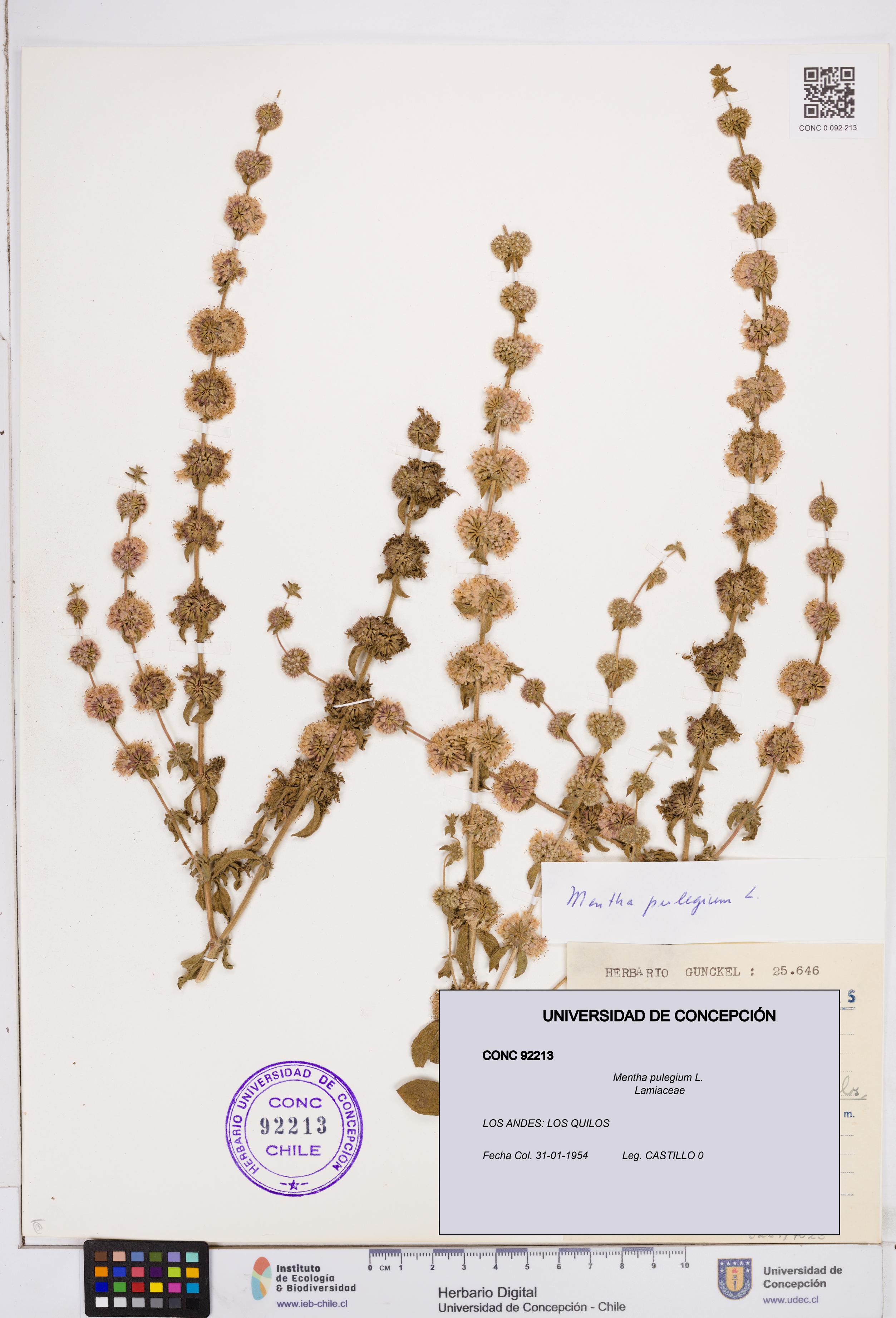 Mentha pulegium [Espécimen: ]