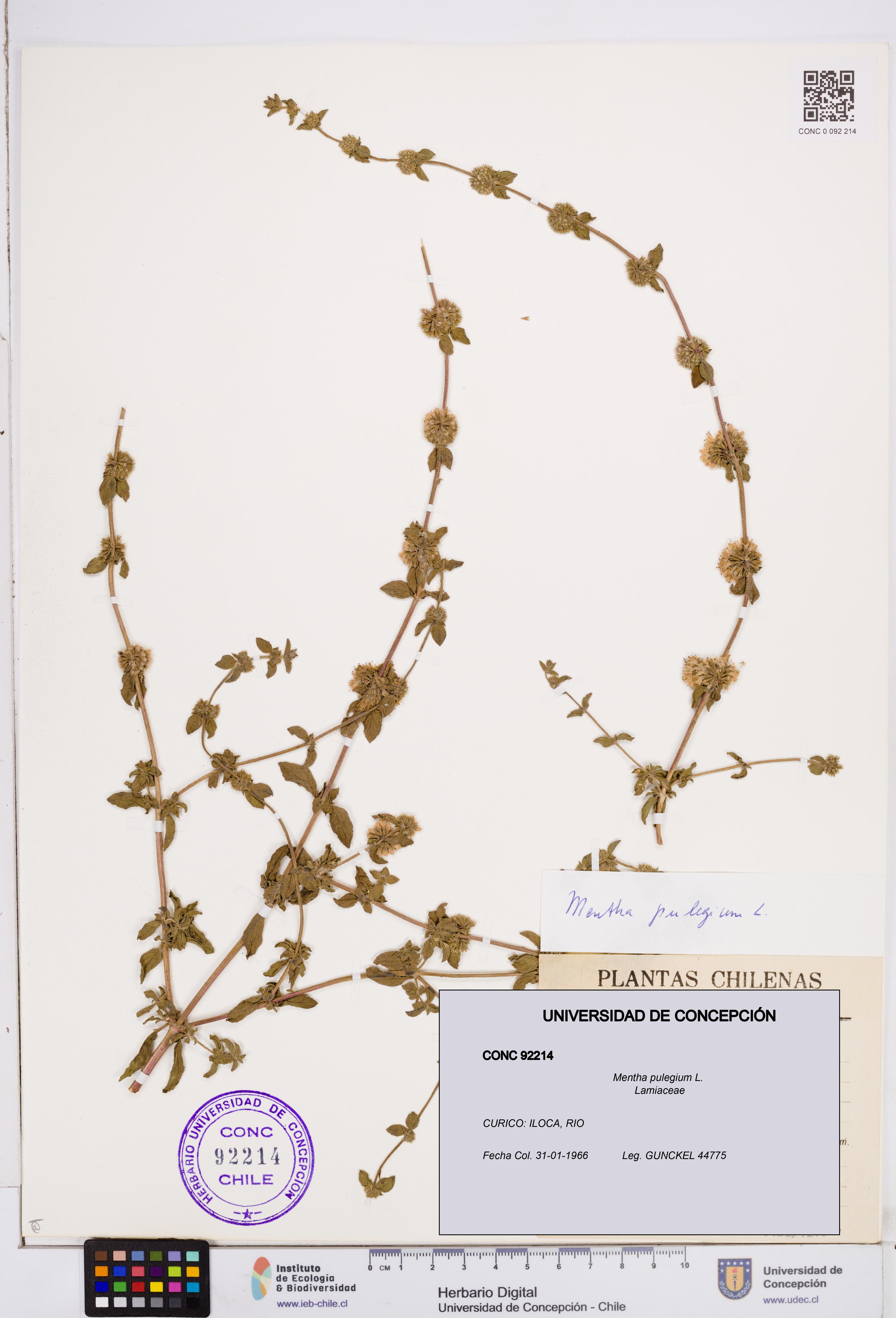 Mentha pulegium [Espécimen: ]
