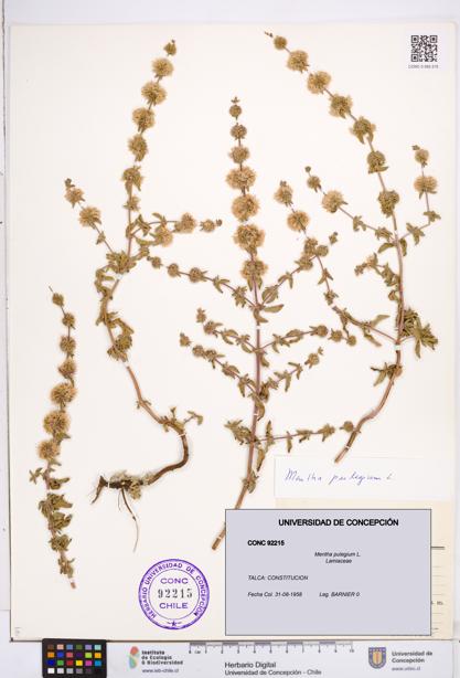 Mentha pulegium [Espécimen: ]