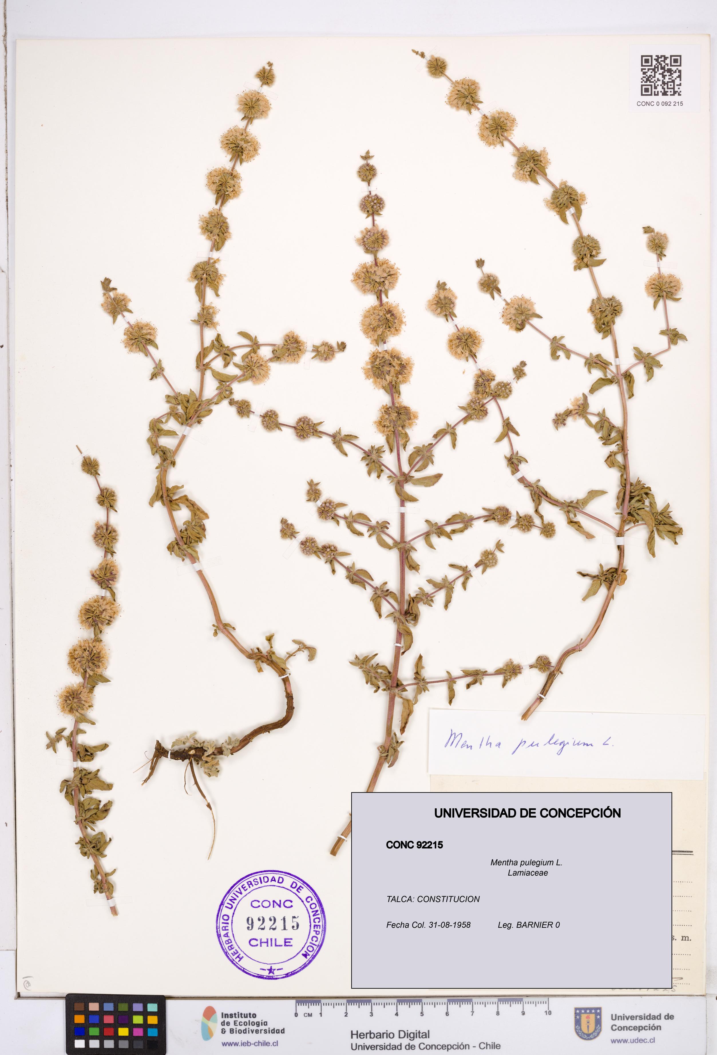 Mentha pulegium [Espécimen: ]