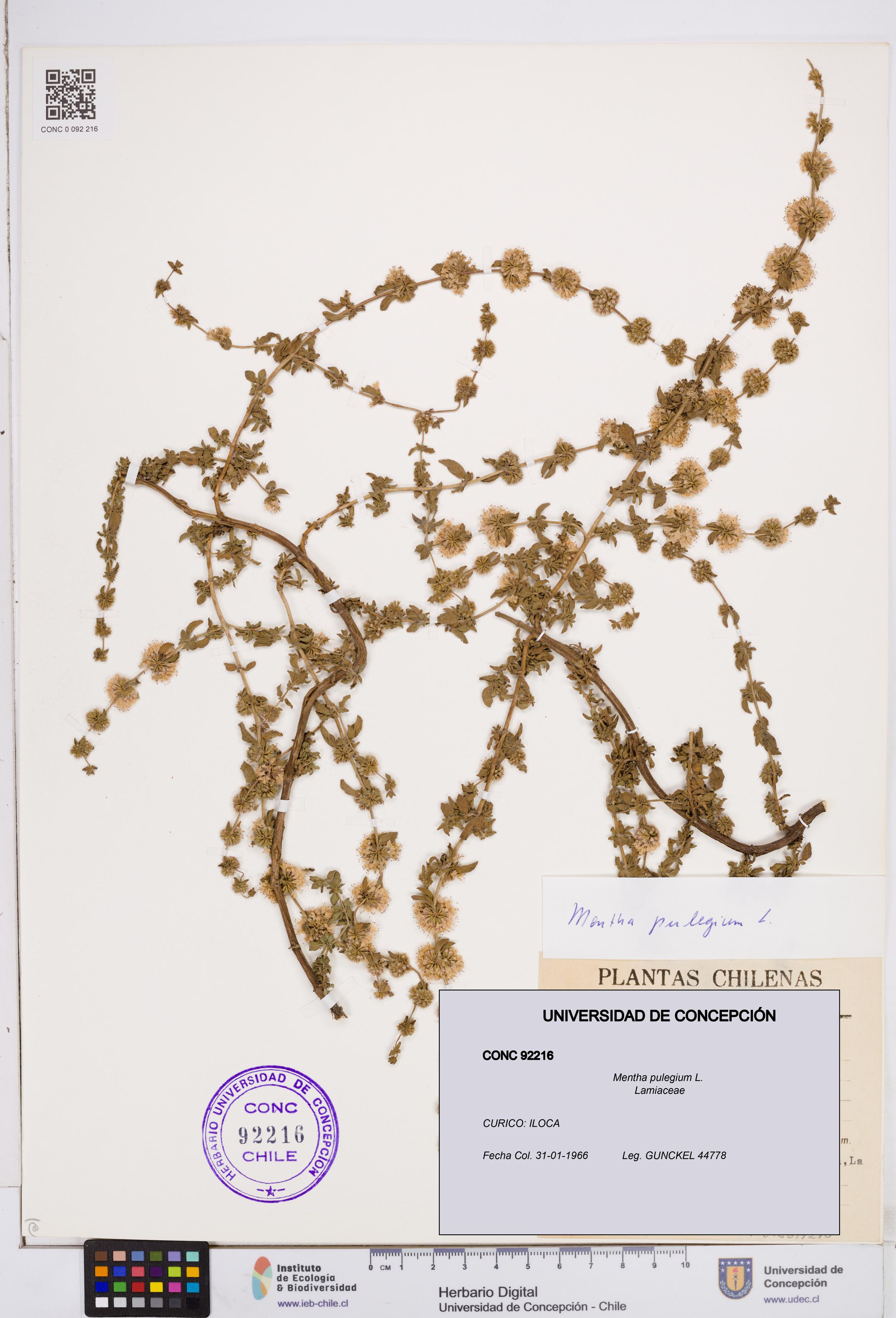 Mentha pulegium [Espécimen: ]