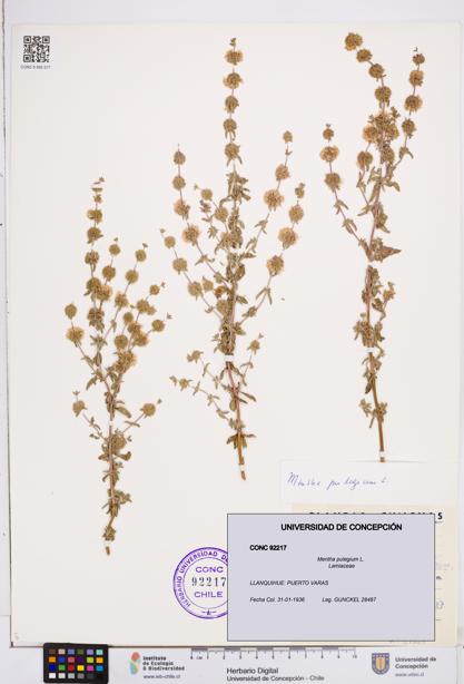 Mentha pulegium [Espécimen: ]