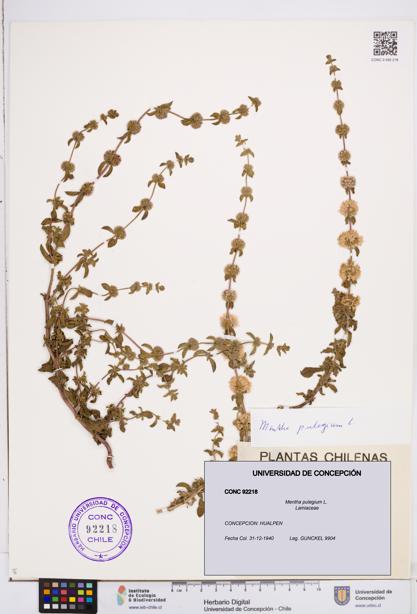 Mentha pulegium [Espécimen: ]