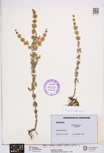Mentha pulegium [Espécimen: ]
