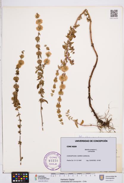 Mentha pulegium [Espécimen: ]