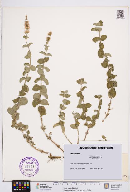 Mentha pulegium [Espécimen: ]